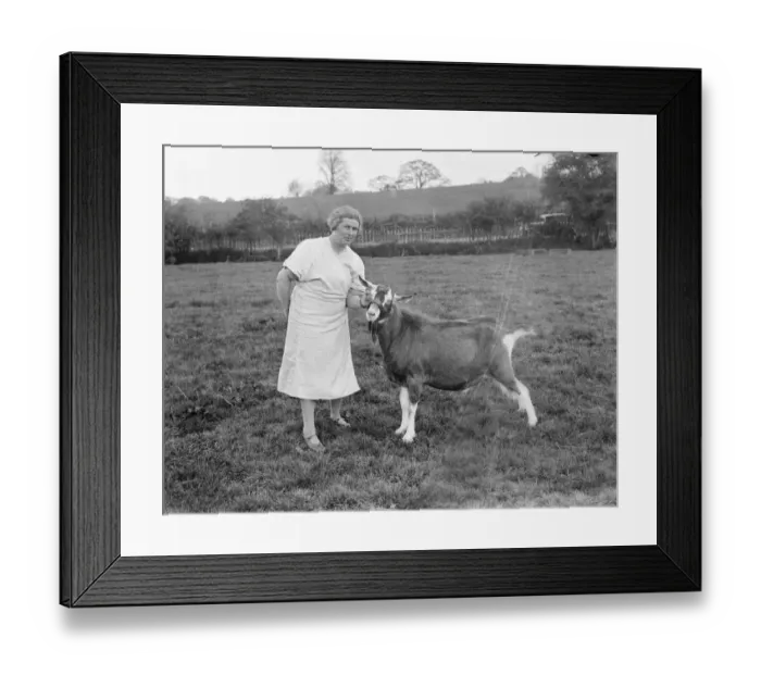 Framed Print : Mrs Violet Ashbee with a goat at a goat farm in Birling, Kent. 1939 Framed Print : Mrs Violet Ashbee with a goat at a goat farm in Birling, Kent. 1939