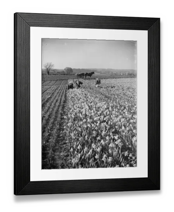 Framed Print : Men picking daffodils in the fields at Swanley for the daffodil harvest Framed Print : Men picking daffodils in the fields at Swanley for the daffodil harvest