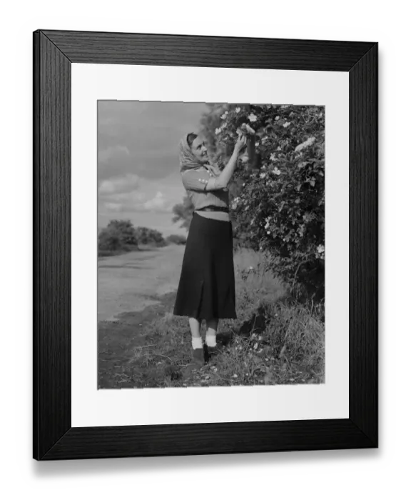 Framed Print : Miss Muriel Haken admiring some wild roses in Sussex. 13 June 1937 Framed Print : Miss Muriel Haken admiring some wild roses in Sussex. 13 June 1937