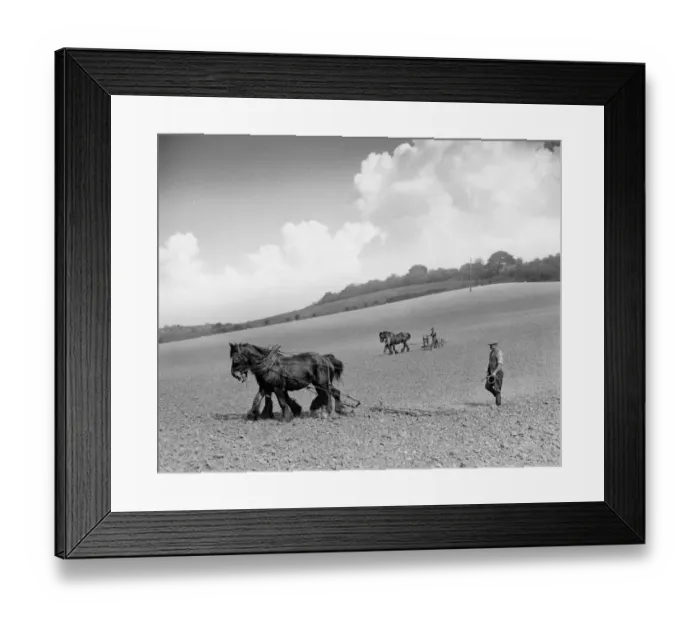 Framed Print : Plough teams. England. 1939 Framed Print : Plough teams. England. 1939