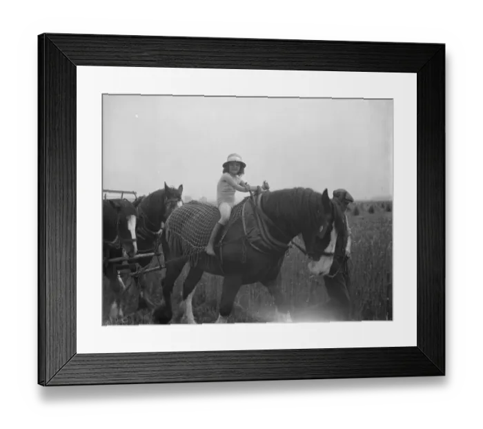 Framed Print : A farmers daughter harvests the fields with her fathers shire horse tethered to Framed Print : A farmers daughter harvests the fields with her fathers shire horse tethered to
