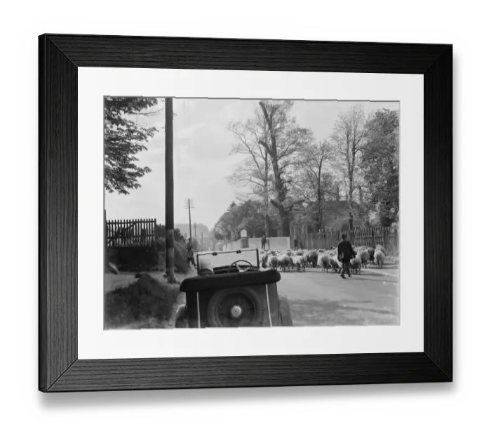 Framed Print : Sheep in road at Faversham. 1937