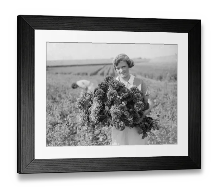 Framed Print : A young girl holds a bunch of freshly picked chrysanthemums. 1935 Framed Print : A young girl holds a bunch of freshly picked chrysanthemums. 1935