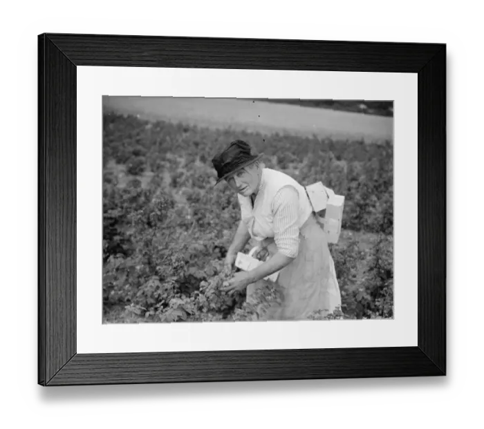 Framed Print : Mrs Sarah Teatt picking raspberrys in Sidcup. 1935 Framed Print : Mrs Sarah Teatt picking raspberrys in Sidcup. 1935