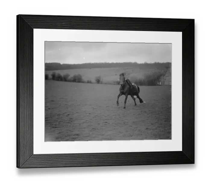 Framed Print : Horse trick riding in Eynsford, Kent. Hanging upside down from the saddle