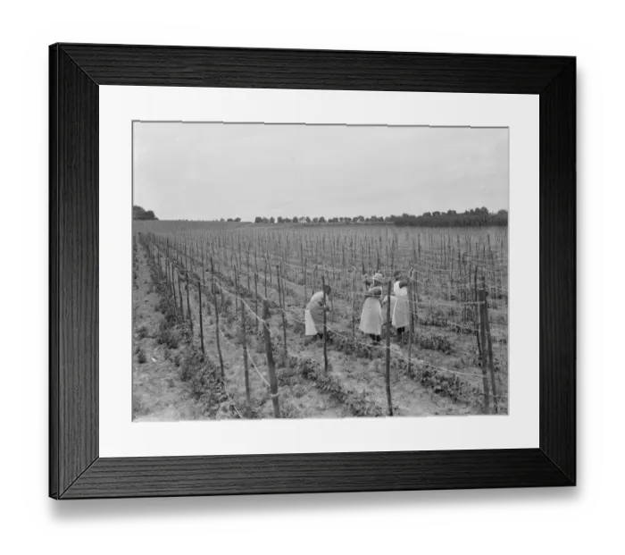 Framed Print : Stringing beans in Ruxley, Kent. 1936 Framed Print : Stringing beans in Ruxley, Kent. 1936