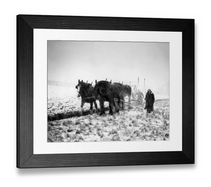 Framed Print : Ploughing in a snowstorm when Britain needed food - January 1947 A TopFoto Framed Print : Ploughing in a snowstorm when Britain needed food - January 1947 A TopFoto