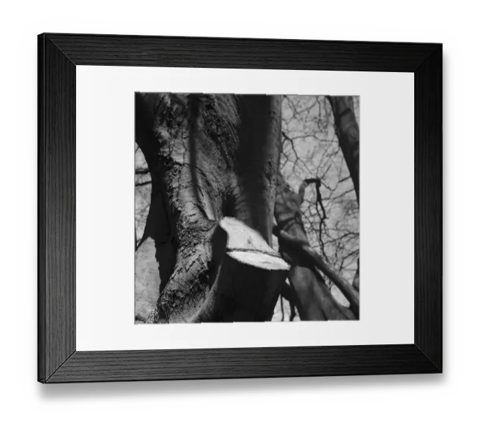 Framed Print : A lopped beech tree branch with rising sap. 1939 Framed Print : A lopped beech tree branch with rising sap. 1939