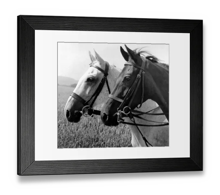 Framed Print : Horses Heads horse head pair portrait Framed Print : Horses Heads horse head pair portrait