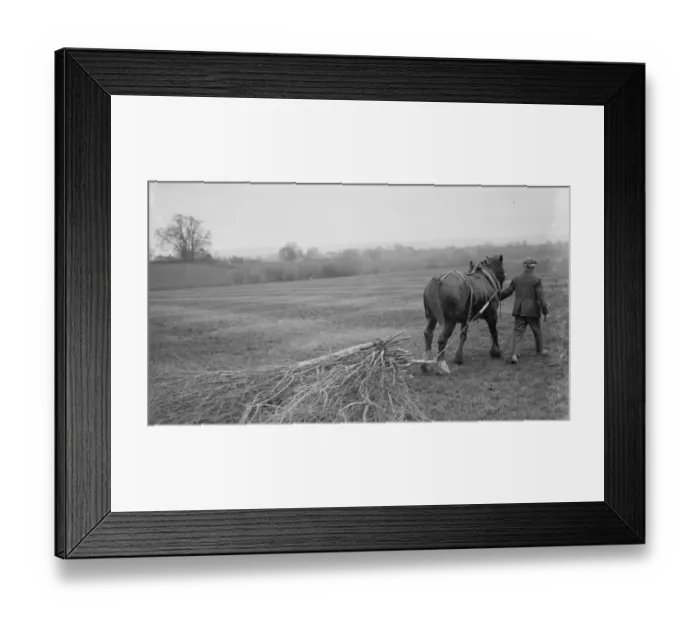 Framed Print : A farmer using a horse to pull a harrow across his field. 1936 Framed Print : A farmer using a horse to pull a harrow across his field. 1936