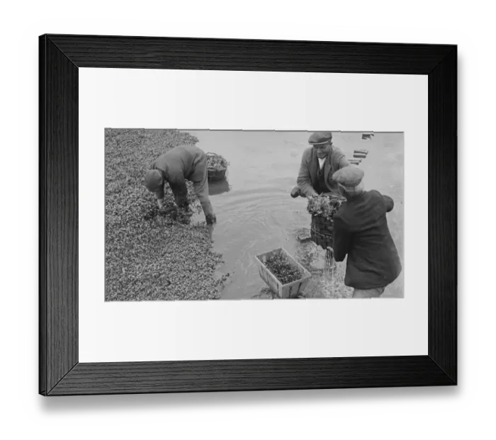 Framed Print : Watercress beds in Horton Kirby, Darenth, Kent. 1935 Framed Print : Watercress beds in Horton Kirby, Darenth, Kent. 1935