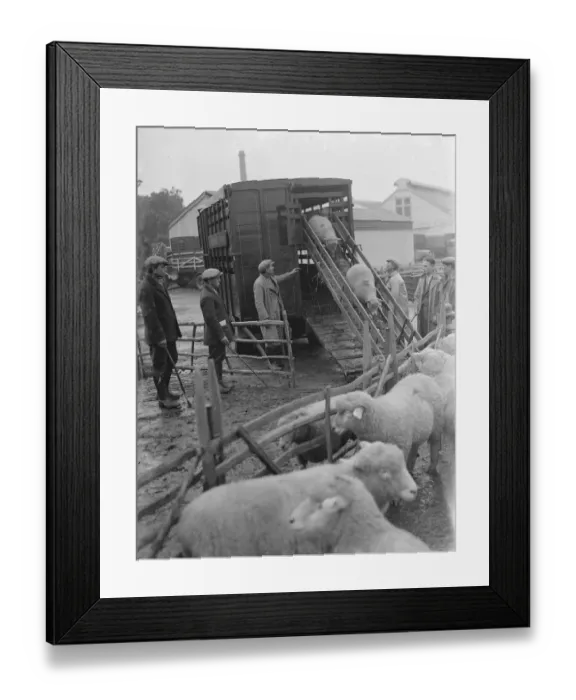 Framed Print : Sheep are being unloaded from a truck at the sheep sale in Maidstone, Kent