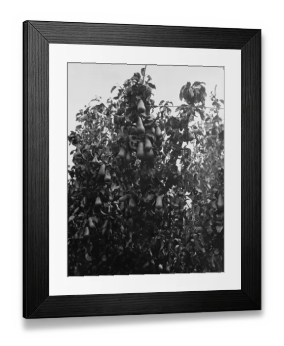 Framed Print : Pear trees at the East Malling Research Station open day in Kent. 1938 Framed Print : Pear trees at the East Malling Research Station open day in Kent. 1938