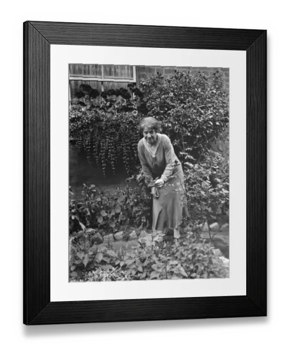 Framed Print : Mrs Annie Longhurst, window box prize winner at Crockenhill. 1938