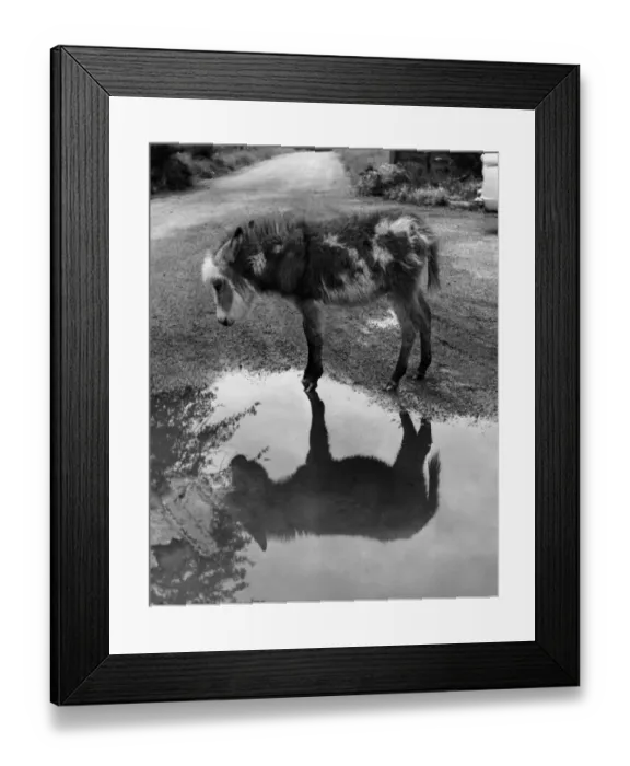 Framed Print : Donkey - The donkey temperament is completely different to that of its relative the horse Framed Print : Donkey - The donkey temperament is completely different to that of its relative the horse