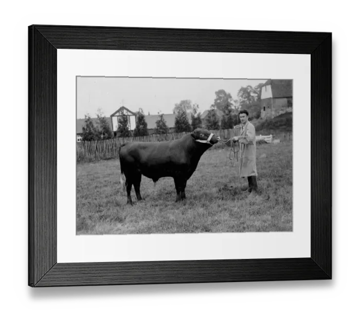 Framed Print : Prize bull. 1935 Framed Print : Prize bull. 1935