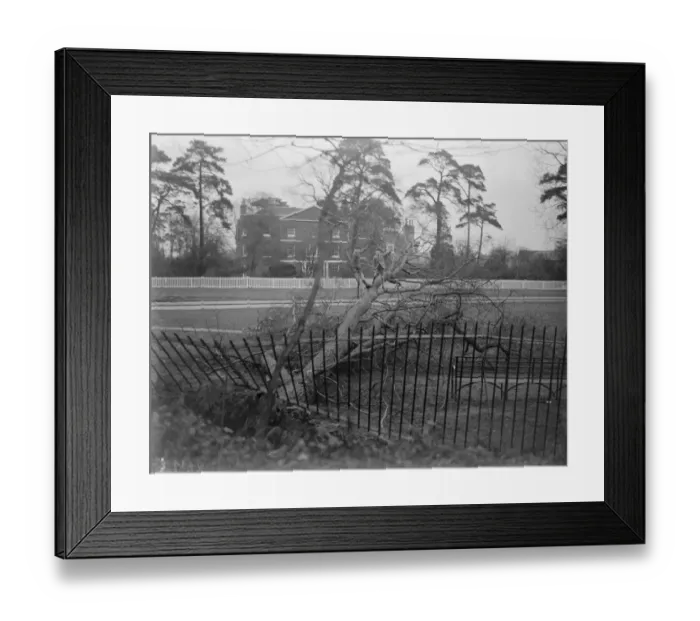 Framed Print : Fence broken by tree, Sidcup, Kent. 1935 Framed Print : Fence broken by tree, Sidcup, Kent. 1935