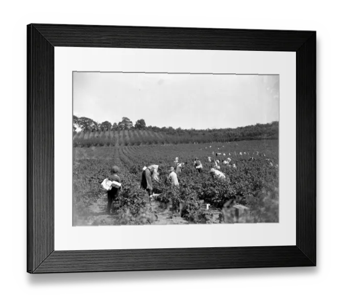 Framed Print : Raspberry picking at Swanley, Kent. 1934 Framed Print : Raspberry picking at Swanley, Kent. 1934