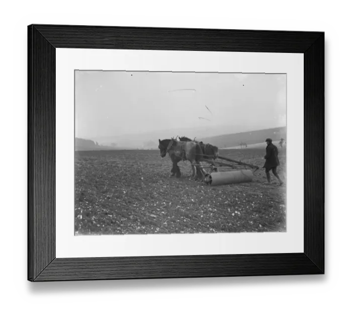 Framed Print : A farmer and his team of horses pull the roller across a field planted with oats Framed Print : A farmer and his team of horses pull the roller across a field planted with oats