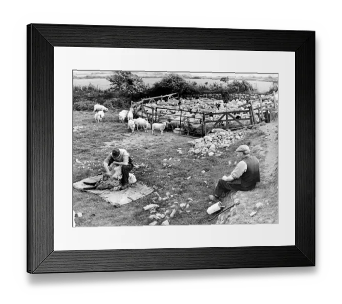Framed Print : Sheep being hand clipped in Wales