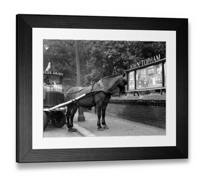 Framed Print : John Topham Showcase in Sidcup - Main Road and horse drawing cart for the Express Dairy Framed Print : John Topham Showcase in Sidcup - Main Road and horse drawing cart for the Express Dairy