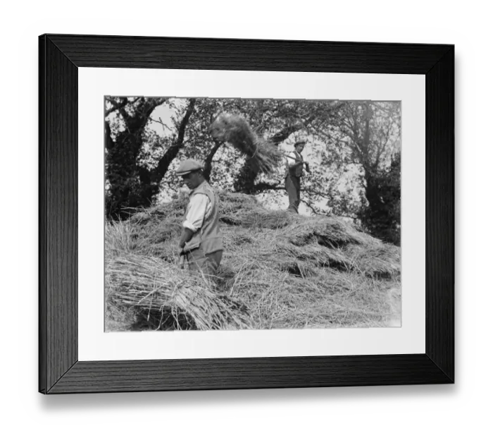 Framed Print : Farmers and farm workers opening up the stack. 1936 Framed Print : Farmers and farm workers opening up the stack. 1936
