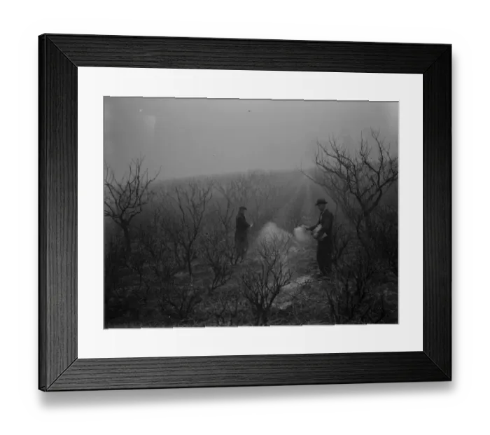 Framed Print : Farm workers applying fruit tree protection. 1939 Framed Print : Farm workers applying fruit tree protection. 1939