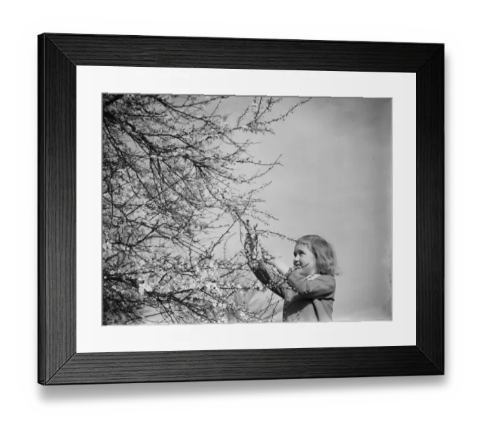 Framed Print : A little girl plays with blackthorn blossom in Farningham, Kent. 1938 Framed Print : A little girl plays with blackthorn blossom in Farningham, Kent. 1938