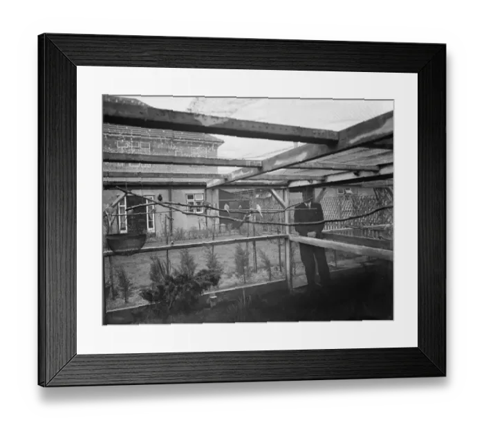 Framed Print : The interior of Mr R G Halls bird aviary at Bexleyheath showing the budgerigars Framed Print : The interior of Mr R G Halls bird aviary at Bexleyheath showing the budgerigars