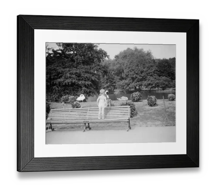 Framed Print : A boy watches the swans in Dartford park. 24 August 1937 Framed Print : A boy watches the swans in Dartford park. 24 August 1937