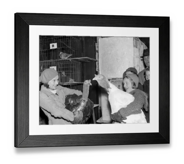 Framed Print : Turkey time at the Chislehurst Show, Kent. 8 November 1934 Framed Print : Turkey time at the Chislehurst Show, Kent. 8 November 1934