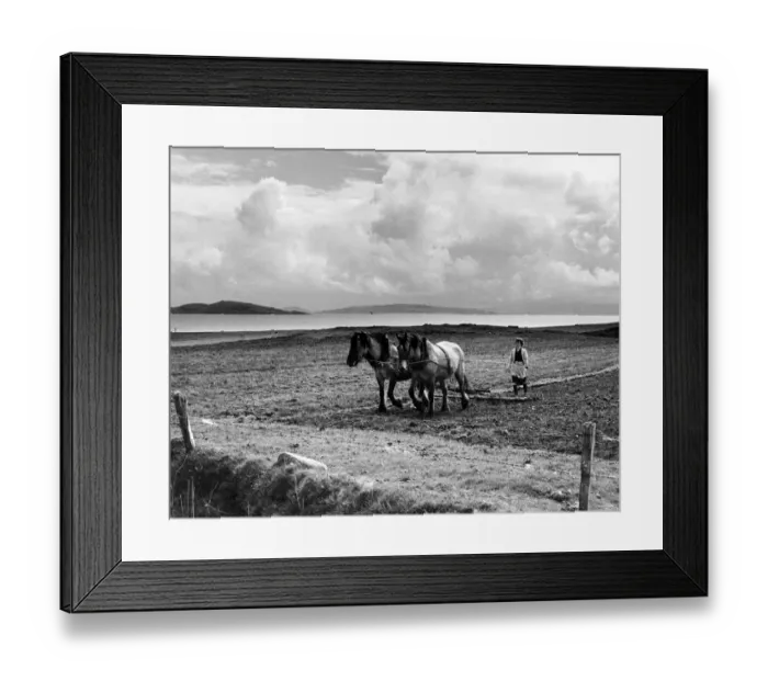Framed Print : Start of the spring cultivations in the Hebrides. Spring is late this year - in Framed Print : Start of the spring cultivations in the Hebrides. Spring is late this year - in