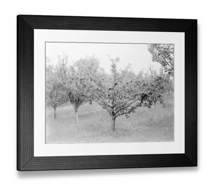 Framed Print : Orchard. 1935 Framed Print : Orchard. 1935
