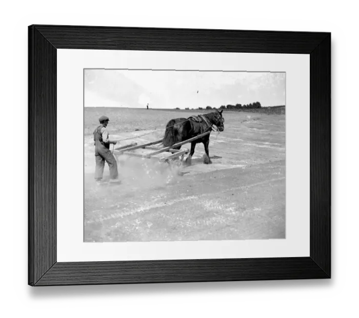 Framed Print : Rolling cabbage is a dusty affair. 1934