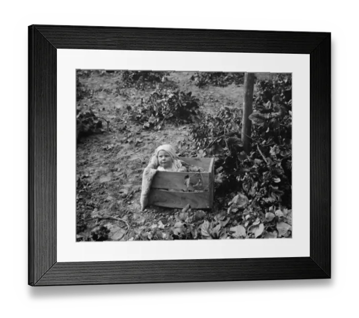 Framed Print : Hop pickers in East Peckham. A baby in a fruit box. 1 September 1938 Framed Print : Hop pickers in East Peckham. A baby in a fruit box. 1 September 1938