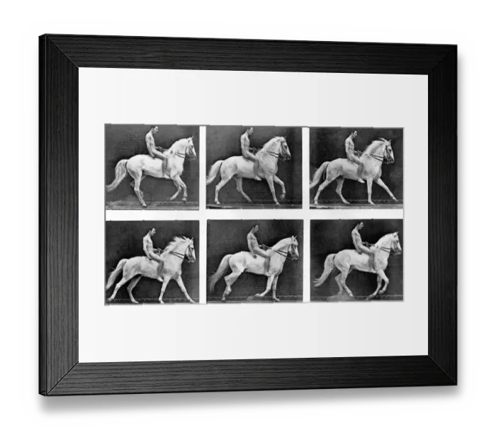 Framed Print : Horses Some Phases of the Canter Gait Framed Print : Horses Some Phases of the Canter Gait