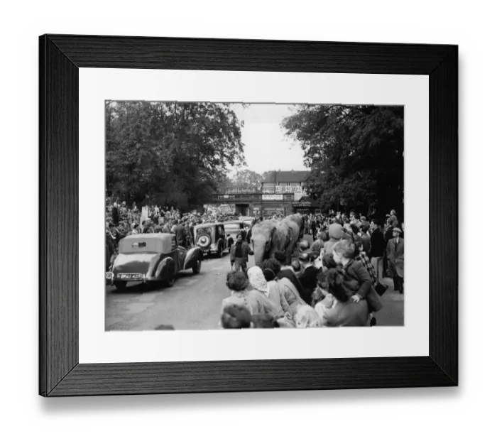 Framed Print : Leading the elephants through the main street to the Circus at Foots Cray, Kent Framed Print : Leading the elephants through the main street to the Circus at Foots Cray, Kent