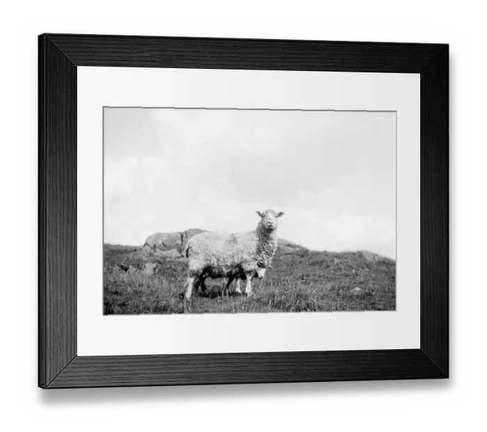 Framed Print : Sheep. 1933 Framed Print : Sheep. 1933