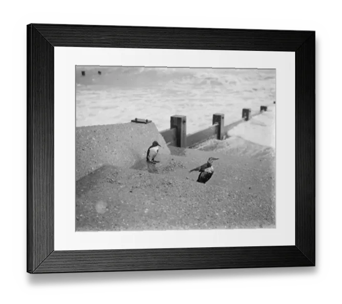 Framed Print : Wild ducks on New Romney beach in Kent. 1939 Framed Print : Wild ducks on New Romney beach in Kent. 1939