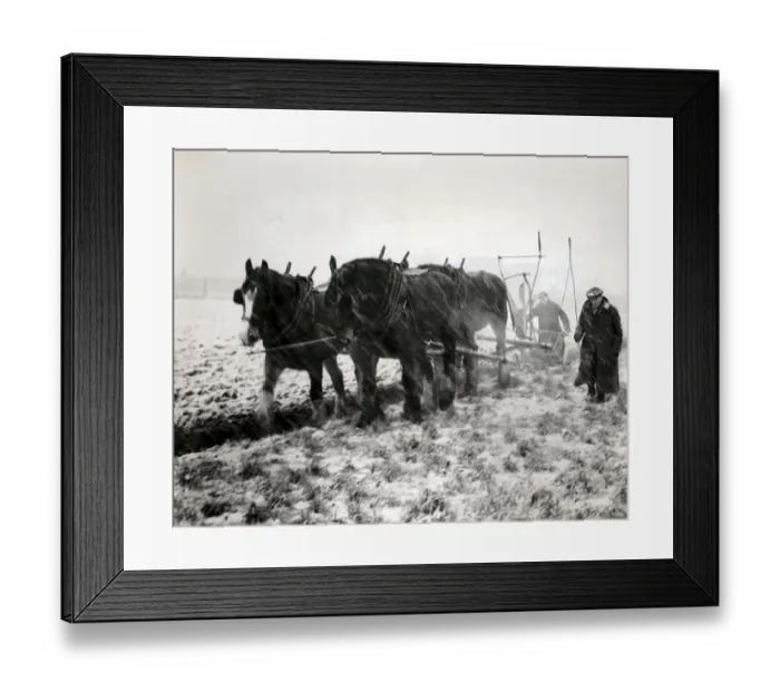 Framed Print : Britain needed food, nothwithstanding the harsh winter. Ploughing, 4 horse team