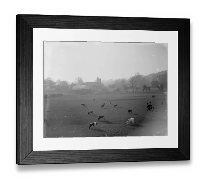 Framed Print : Cows grazing in this rural scene at Farningham, Kent. 1935 Framed Print : Cows grazing in this rural scene at Farningham, Kent. 1935