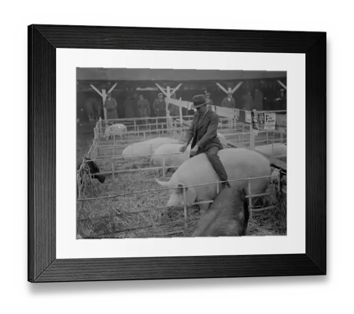 Framed Print : A farmer rides his pig at the Dartford fat stock show. 1937