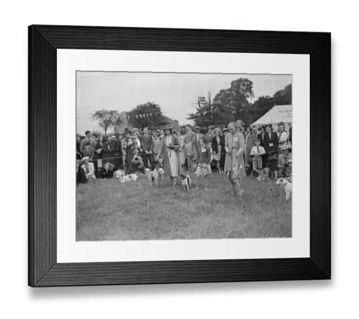 Framed Print : Dog show in the ring. 1939 Framed Print : Dog show in the ring. 1939