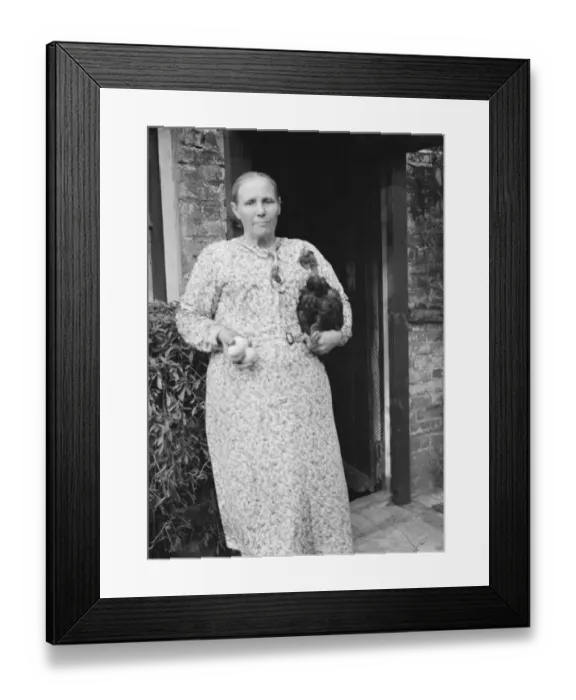 Framed Print : Mrs Cuckoo and her churkeys, Southfleet. 1937 Transylvanian Naked Neck Chickens Framed Print : Mrs Cuckoo and her churkeys, Southfleet. 1937 Transylvanian Naked Neck Chickens