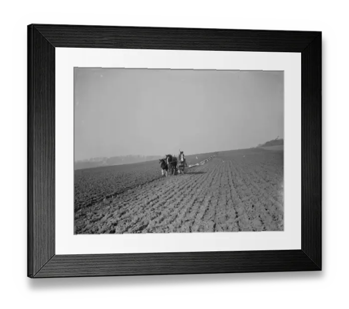 Framed Print : A farmer and his team of horses plough a field. 1935