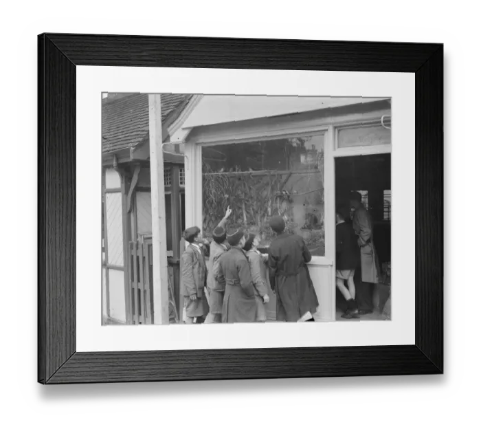 Framed Print : A bird shop on Station Approach in Sidcup, Kent. 1938 Framed Print : A bird shop on Station Approach in Sidcup, Kent. 1938