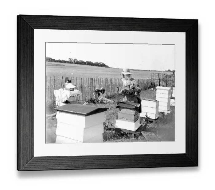 Framed Print : Swanley College girls at bee education. 1934