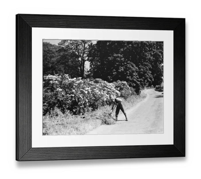 Framed Print : Elderberry blossom in the lanes in Farningham, Kent. 1936 Framed Print : Elderberry blossom in the lanes in Farningham, Kent. 1936