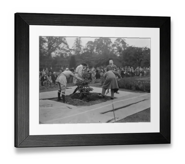 Framed Print : The Swanley Horticultural Show in Kent. Planting a Coronation tree to celebrate Framed Print : The Swanley Horticultural Show in Kent. Planting a Coronation tree to celebrate