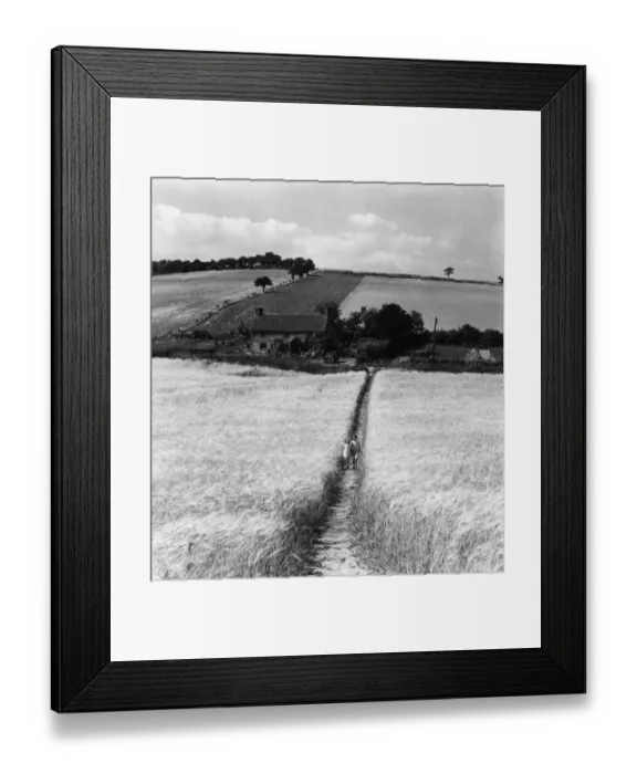 Framed Print : Footpath through cornfield at Tumberton Bottom in Kent - September 1952
